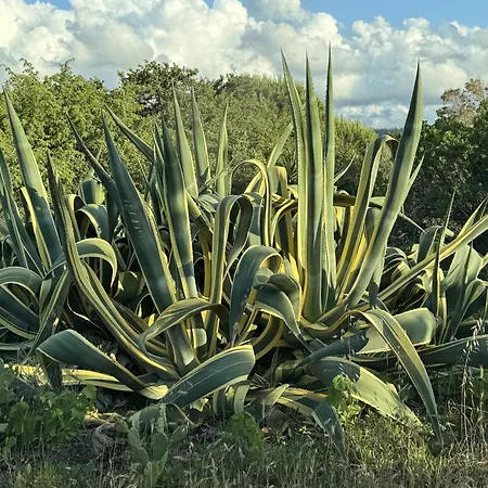 דירה Trillibiu House *